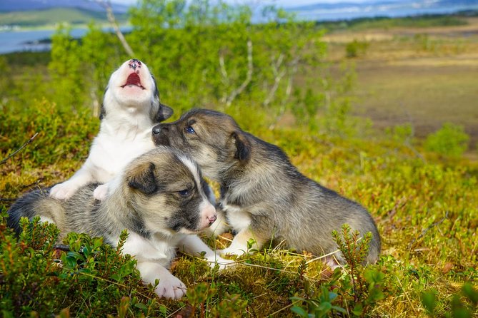 Puppy Training Experience at a Husky Farm in Tromso - How the 4.5 Hours in Tromsø Actually Flows