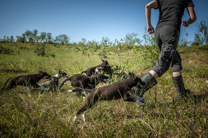 Puppy Training Experience at a Husky Farm in Tromso - Time With Adult Huskies: Cuddles, Yard Time, and Real Working Dogs