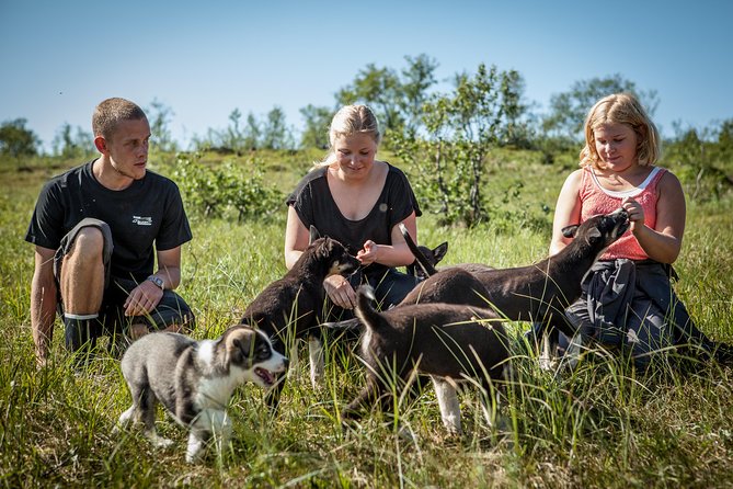 Puppy Training Experience at a Husky Farm in Tromso - Lunch at the Husky Farm: Fish Stew, Vegetarian Options, and Cake