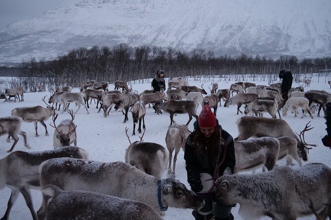 Reindeer Feeding and Sami Culture Afternoon Departure - Key highlights at a Tromsø Lapland reindeer camp