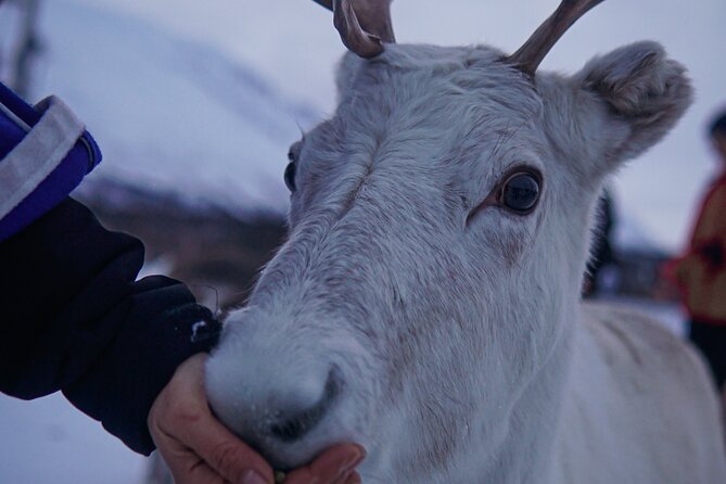 Reindeer Feeding and Sami Culture Afternoon Departure - How the afternoon tour flows (and why it feels different than morning)
