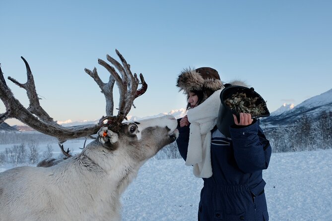 Reindeer Feeding and Sami Culture Afternoon Departure - Reindeer feeding: how to get close without stressing them