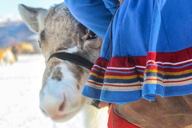 Reindeer Feeding and Sami Culture Including Lunch from Tromso - Feeding 300 reindeer and trying lasso throws