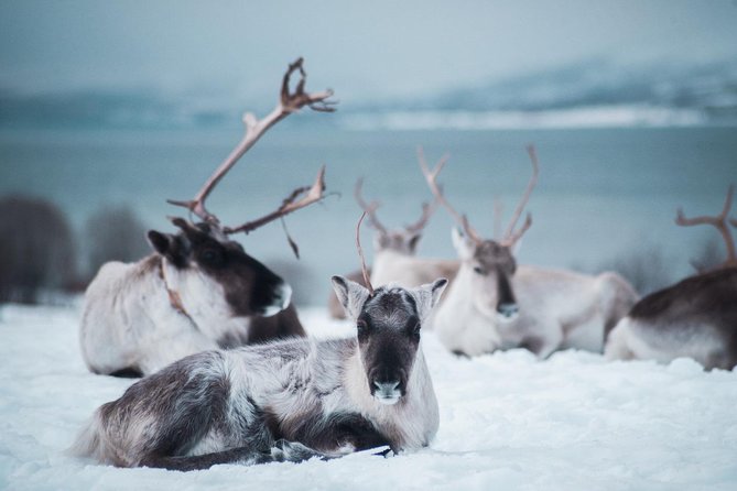 Reindeer Feeding and Sami Culture Including Lunch from Tromso - Joik and Sami storytelling with Daniel: what you actually learn