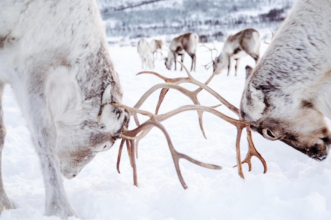 Reindeer Feeding and Sami Culture Including Lunch from Tromso - What $145.53 buys: value check and who should book