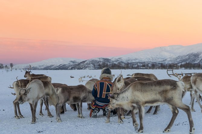 Reindeer Feeding and Sami Culture Including Lunch from Tromso - Warming in the lavvu: bidos soup, cake, and coffee by the fire