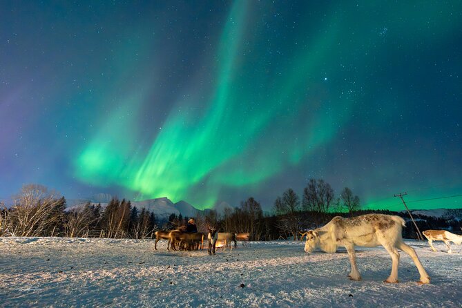 Reindeer Feeding and Sledding, Sami Storytelling Night Tour - How This 5:00 pm Tromsø Night Tour Keeps the Timing Working