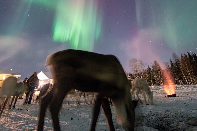Reindeer Feeding and Sledding, Sami Storytelling Night Tour - Reindeer Feeding and Sledding: The Main Event, Up Close