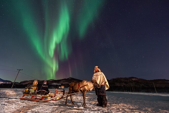 Reindeer Feeding and Sledding, Sami Storytelling Night Tour - What You’re Really Paying For: Value of $226 for a Full 6 Hours