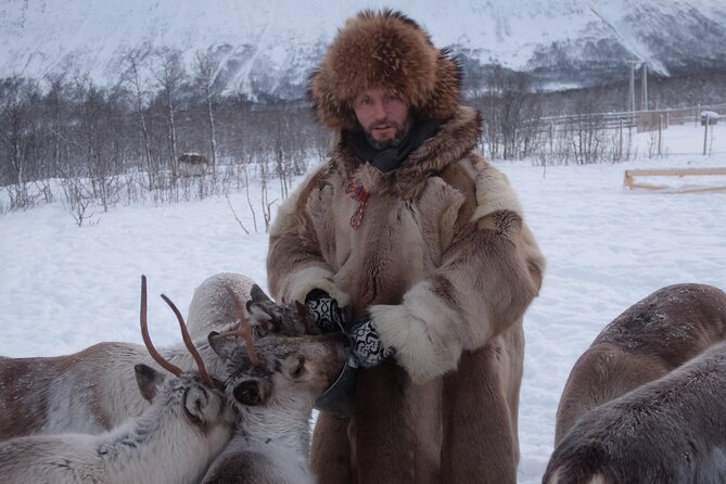 Reindeer feeding & Saami Culture - The Sámi lavvu break: warmth, hot drinks, and why this tent time is the point