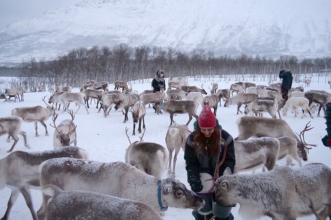 Reindeer feeding & Saami Culture - Lunch in the lavvu: reindeer stew with a practical, cultural purpose