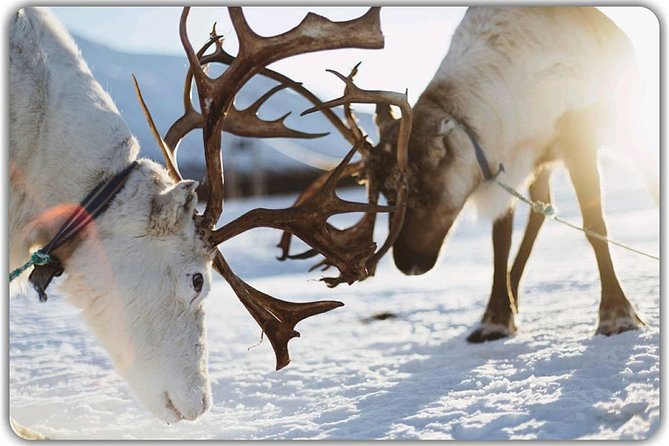 Reindeer feeding & Saami Culture - How the 4.5 hours actually feels: pacing, warmth breaks, and the schedule tradeoff