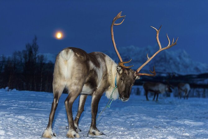 Reindeer feeding & Saami Culture with chance for Northern Lights - Feeding reindeer with hundreds in the herd
