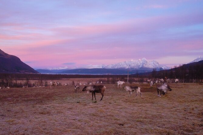 Reindeer feeding & Saami Culture with chance for Northern Lights - Sami culture talk: what you’ll learn (and when it might pause)