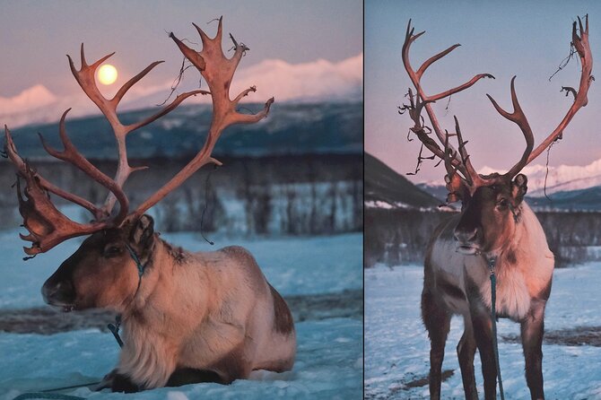Reindeer feeding & Saami Culture with chance for Northern Lights - The drive to the Sami camp: comfortable travel for a long evening