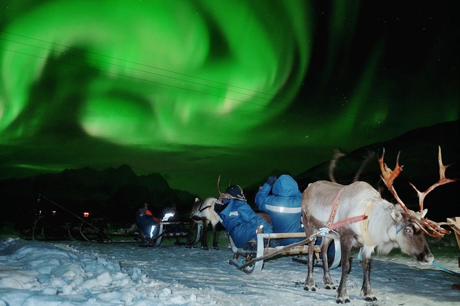 Reindeer Sledding and Feeding with Chance of Northern Lights Tromso - The reindeer part: sledding expectations and how feeding really works