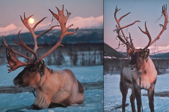 Reindeer Sledding and Feeding with Chance of Northern Lights Tromso - Sami stew and lavvu warmth: the meal is part of the meaning