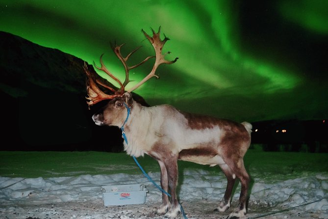 Reindeer Sledding and Feeding with Chance of Northern Lights Tromso - Group size, timing, and the practical comfort issues to plan for