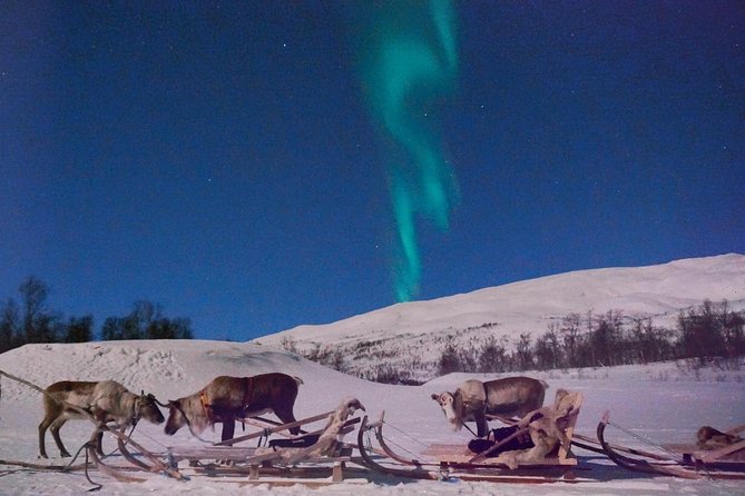 Reindeer Sledding and Feeding with Chance of Northern Lights Tromso - Value for $235.73: what you are really paying for
