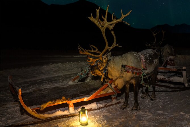 Reindeer Sledding and Feeding with Chance of Northern Lights Tromso - Meeting at 6:00 pm and what the evening flow actually feels like