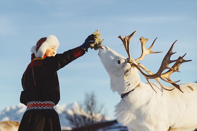 Reindeer Sledding and Feeding with Sami Culture in Tromso. - The 30-minute reindeer sled ride: magic, with a weather clause