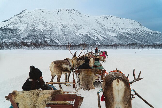 Reindeer Sledding and Feeding with Sami Culture in Tromso. - Practical prep: what to wear so the day feels easy
