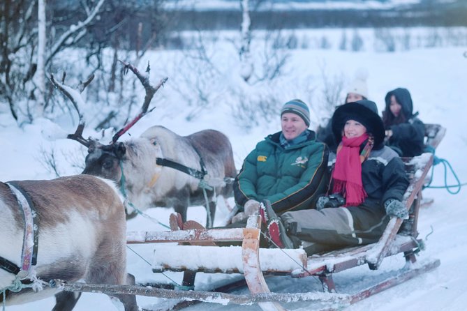 Reindeer Sledding and Feeding with Sami Culture in Tromso. - Feeding reindeer up close: fun, safe, and realistic