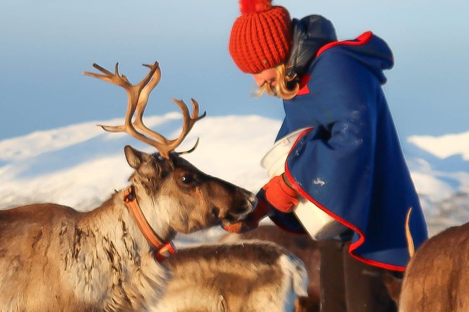 Reindeer Sledding Experience and Sami Culture Tour from Tromso - Prostneset bus terminal to a Sami camp: the easiest start in Tromsø