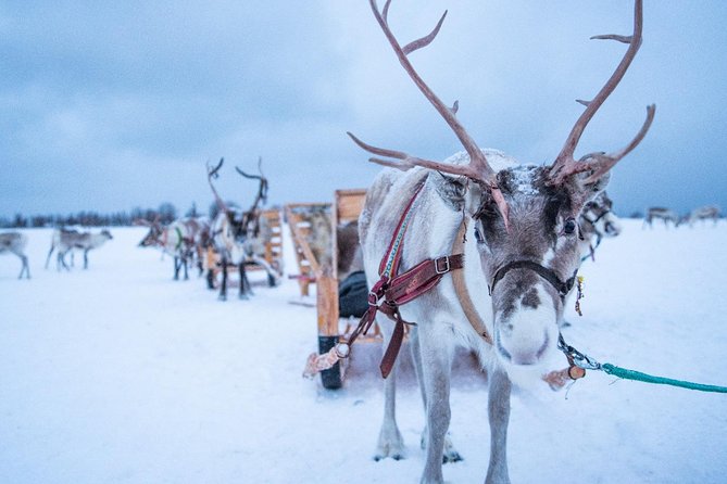 Reindeer Sledding Experience and Sami Culture Tour from Tromso - Warm lavvu and fire-kissed breaks: coffee, cookies, and keeping it bearable