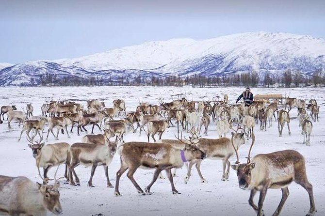 Reindeer Sledding Experience and Sami Culture Tour from Tromso - Group management and timing: why 4 hours can still feel like a full day