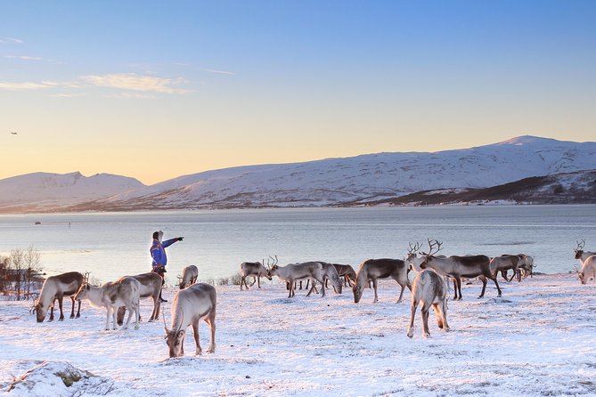 Reindeer Sledding Experience and Sami Culture Tour from Tromso - What to wear in Tromsø cold: the gear that saves your day