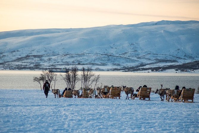 Reindeer Sledding Experience and Sami Culture Tour from Tromso - Feeding 300 wild reindeer: the moment that earns its spot