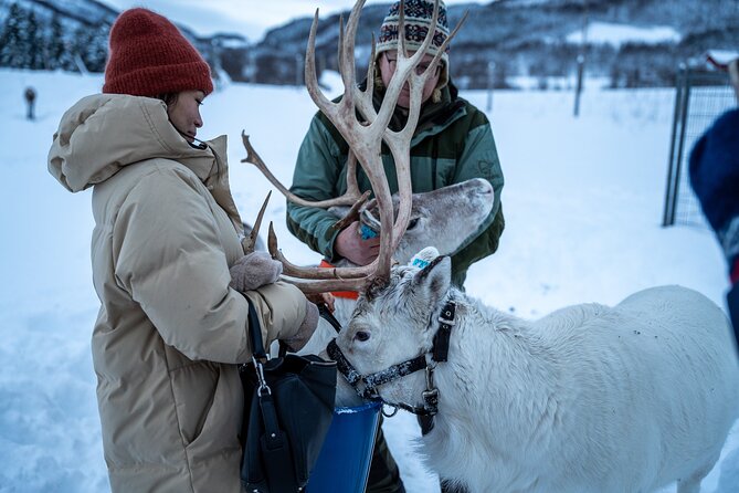 Reindeer Sledding, Feeding And Sami Culture At Reindeer Farm - Reindeer Sledding: Great Photos, But Manage the Timing
