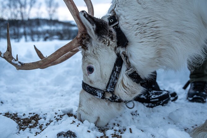 Reindeer Sledding, Feeding And Sami Culture At Reindeer Farm - Bonfire Lunch and Hot Drinks: Simple Food Done Comfortably