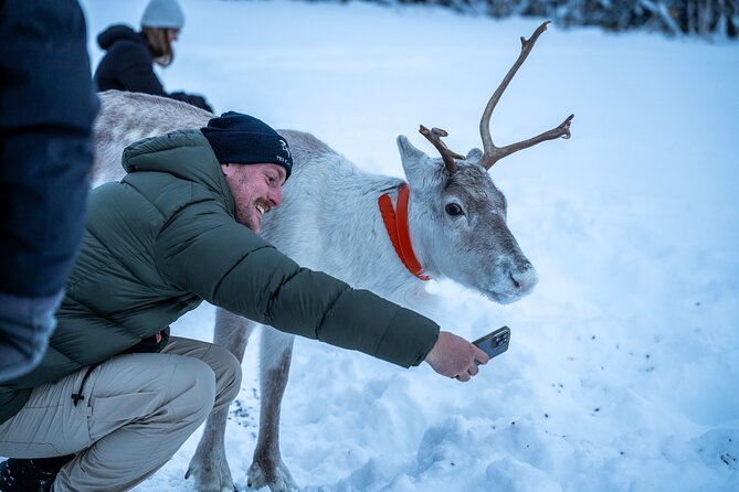 Reindeer Sledding, Feeding And Sami Culture At Reindeer Farm - Price and Value: What $215.18 Really Buys