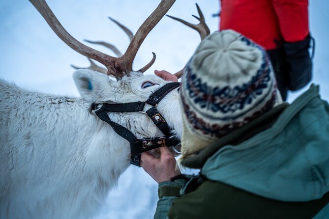 Reindeer Sledding, Feeding And Sami Culture At Reindeer Farm - Who Should Book This (and Who Might Not)