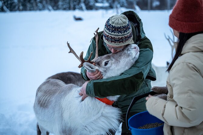 Reindeer Sledding, Feeding And Sami Culture At Reindeer Farm - The 9:00 am Ride: Lavangsdalen Valley to Balsfjord
