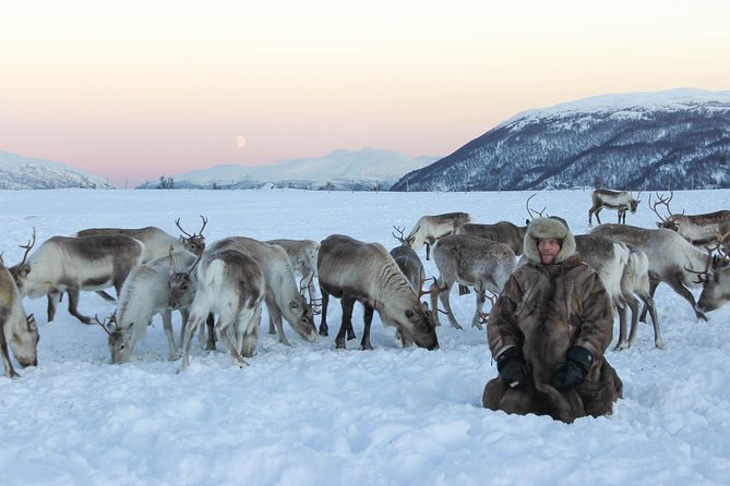 Sami Culture and Short Reindeer Sledding from Tromso - Price and Value at About $204: When This Feels Worth It