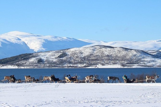 Sami Culture and Short Reindeer Sledding from Tromso - Group Size, Timing, and the Waiting Game: How to Have a Smooth Day