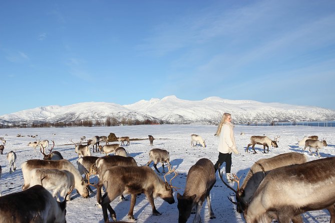 Sami Culture and Short Reindeer Sledding from Tromso - Who Should Book This Sami Reindeer Sledding Tour (and Who Might Skip It)