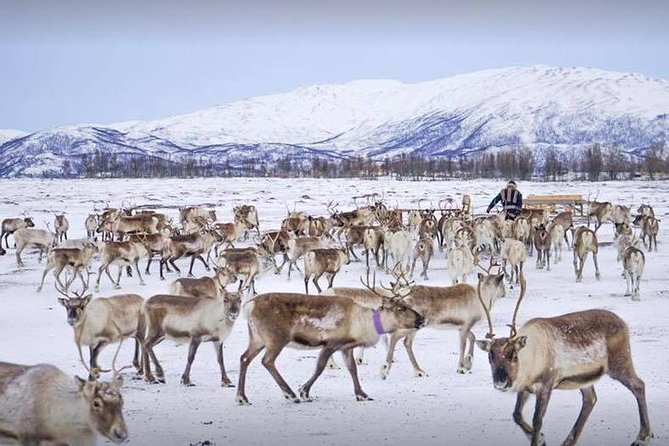 Sami Culture and Short Reindeer Sledding from Tromso - Warmth in a Lavuu: Coffee, Bidos, and a Proper Sami Camp Break