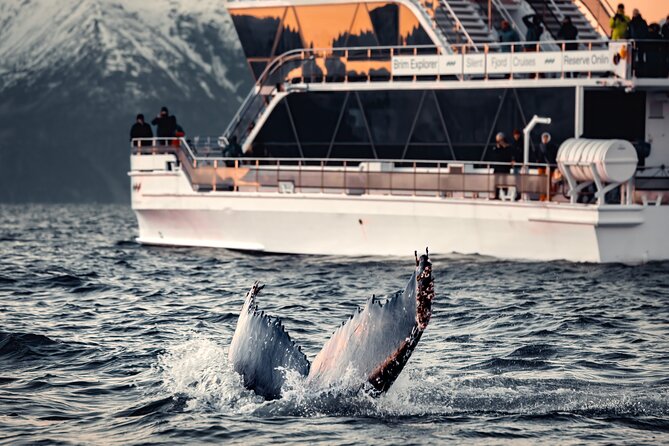 Silent Whale Watching by Hybrid-Electric Boat from Tromsø - Key Highlights Worth Knowing