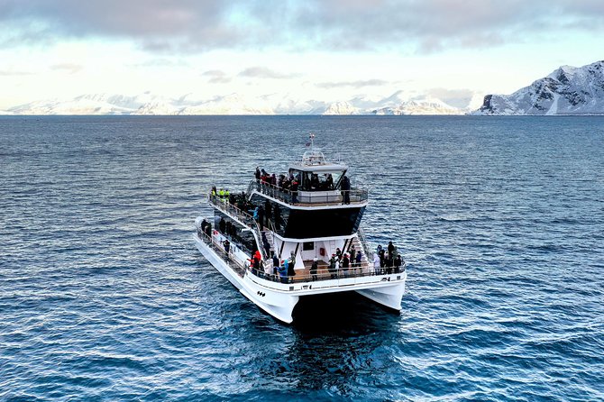 Silent Whale Watching by Hybrid-Electric Boat from Tromsø - Silent Hybrid-Electric Whale Watching From Tromsø: What You’re Really Paying For
