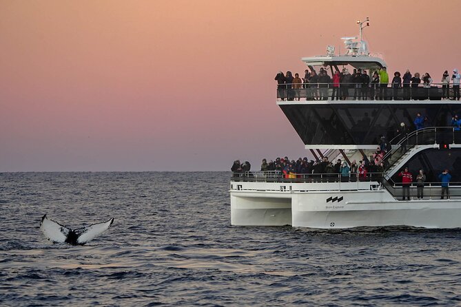 Silent Whale Watching by Hybrid-Electric Boat from Tromsø - Skjervøy Herring Waters: Where Orca and Humpback Chances Come Together