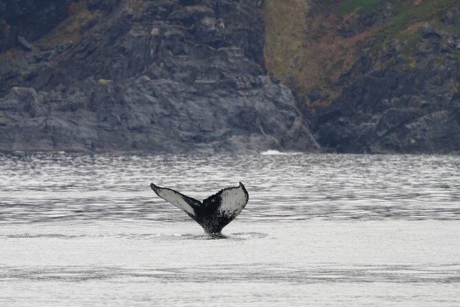 Silent Whale Watching by Hybrid-Electric Boat from Tromsø - Onboard Comfort in Tromsø Winter: Warm Cabin, Food Options, and Wi‑Fi Reality