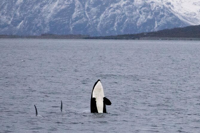 Silent Whale Watching by Hybrid-Electric Boat from Tromsø - Meeting at Brim Explorer Tromsø: Getting Positioned for a Smooth Day