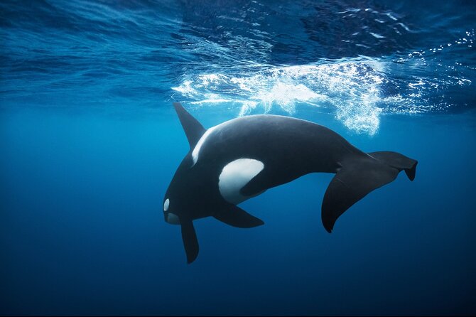Snorkeling with Orcas In Norway, 4 days All-Inclusive expedition - Key highlights you should know before you go