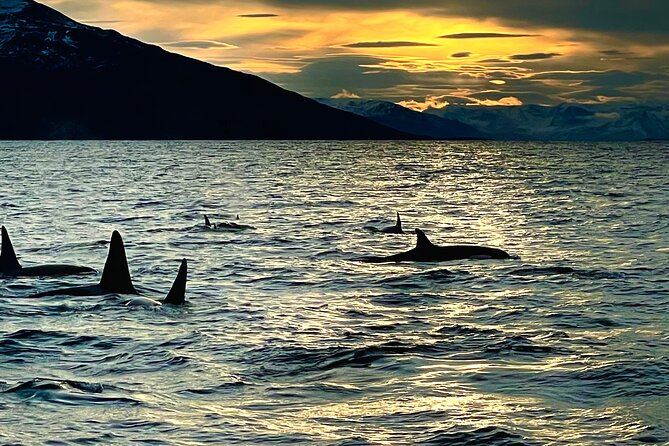 Snorkeling with Orcas In Norway, 4 days All-Inclusive expedition - Meal plan and onboard comfort: all-inclusive that actually helps