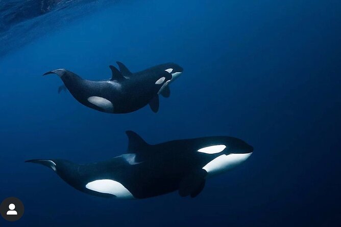 Snorkeling with Orcas In Norway, 4 days All-Inclusive expedition - Warm thermal suits and included snorkeling gear: comfort you’ll feel immediately