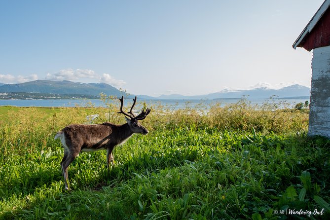 Summer Fjord Road Trip with Citizen Science with Wandering Owl - The homemade picnic by the beach: where the tour slows down on purpose